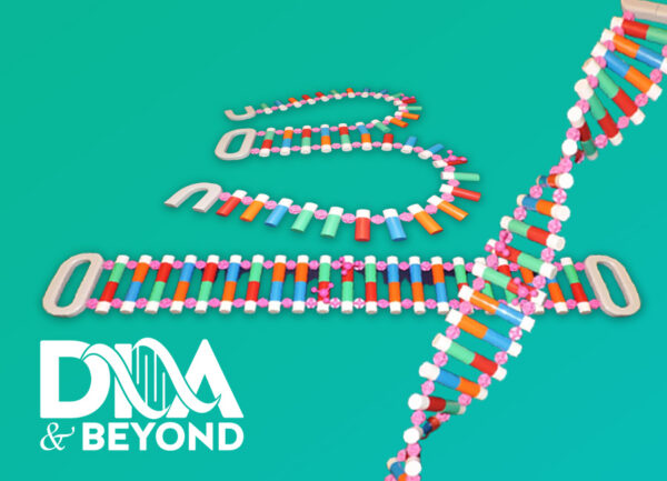 Dynamic DNA Model 3 FT